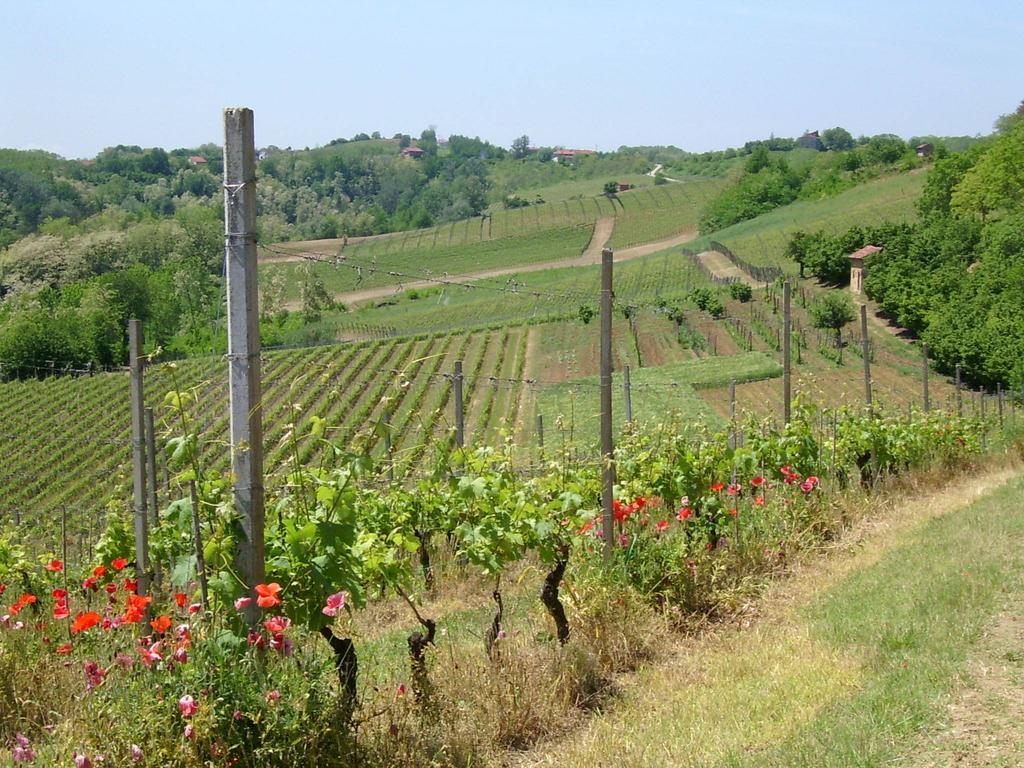 Cascina Rollone Villa Rocchetta Tanaro Екстериор снимка